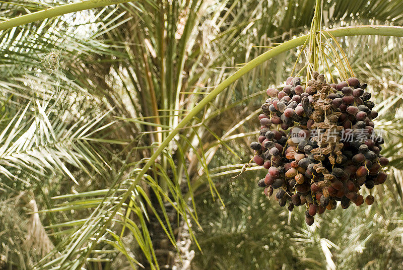 Al Ain绿洲枣